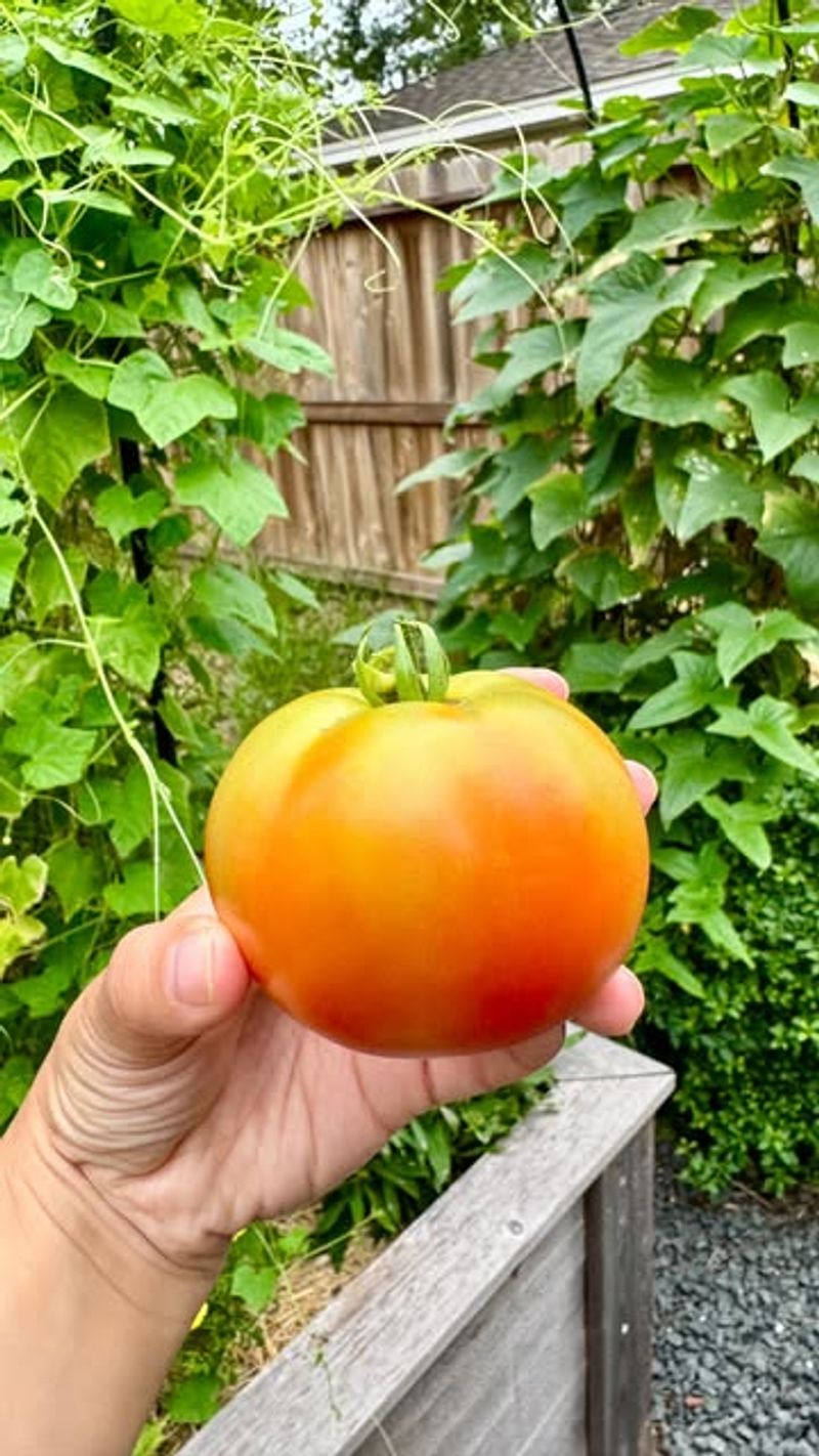Harvesting Fruit Before Full Ripeness