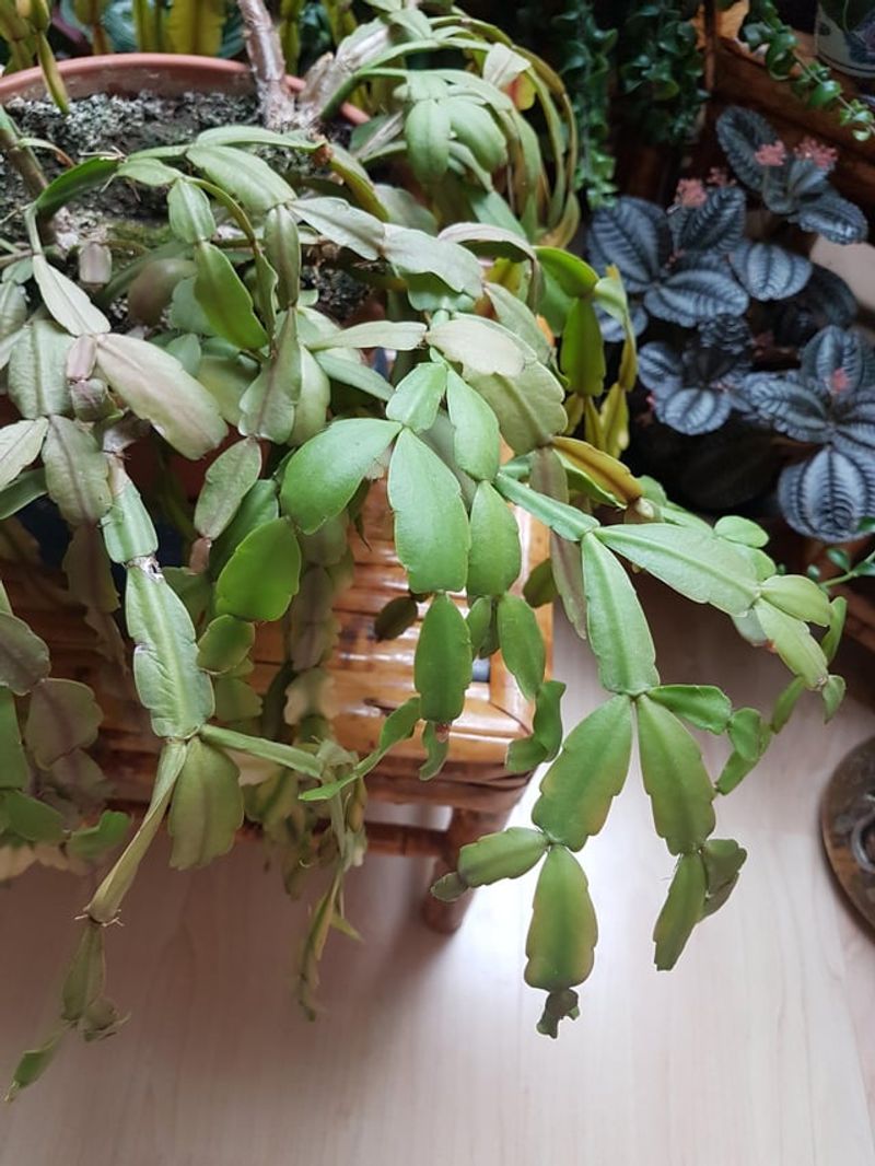 Insufficient Cool Period To Trigger Bud Development