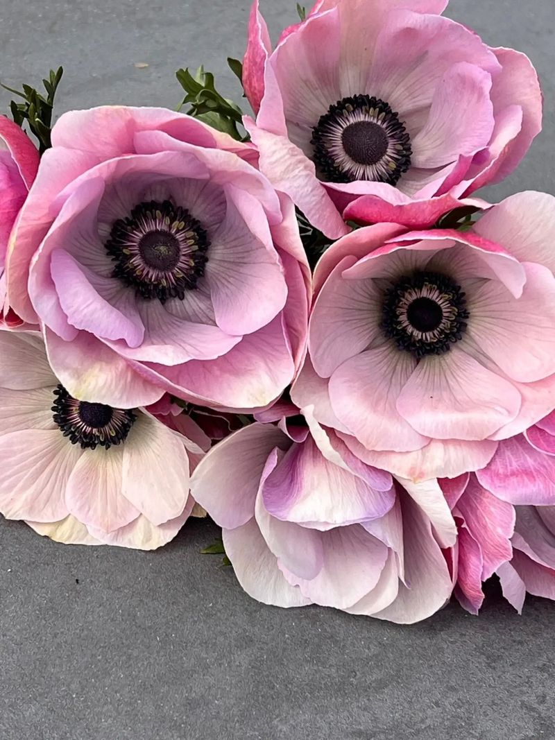 Why Florists Love Working With Italian Anemones