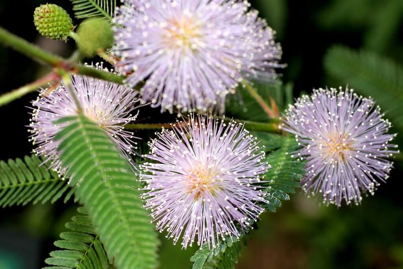 Produces Delicate Pink Pom-Pom Flowers