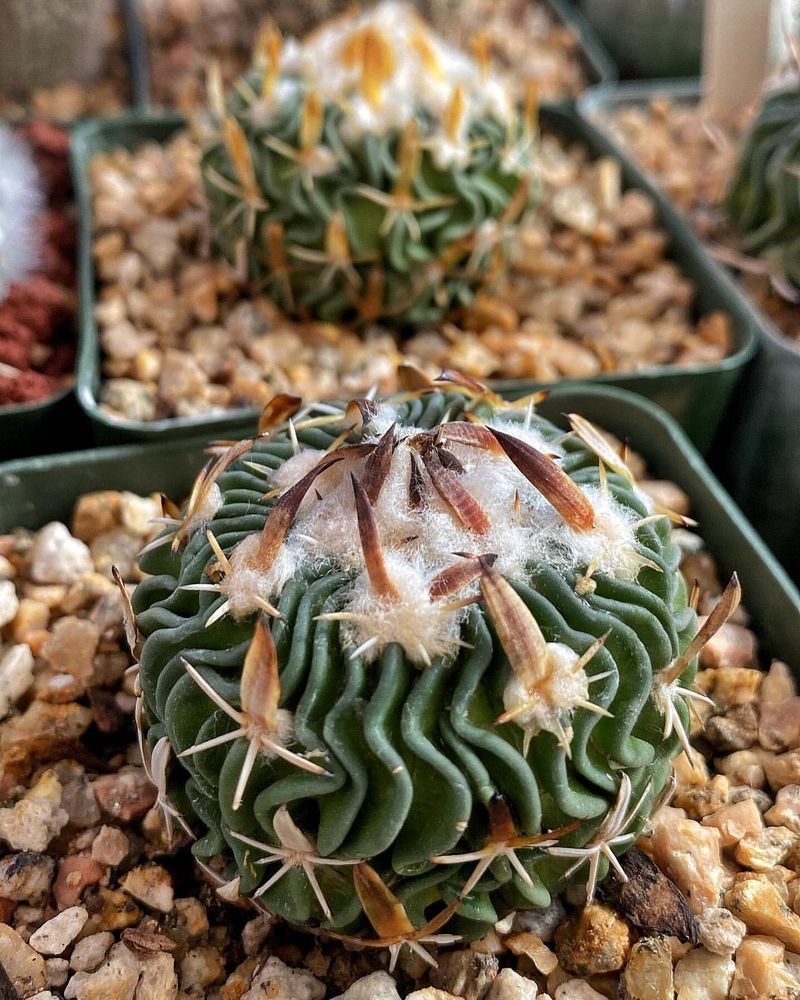 Produces Small But Striking Flowers