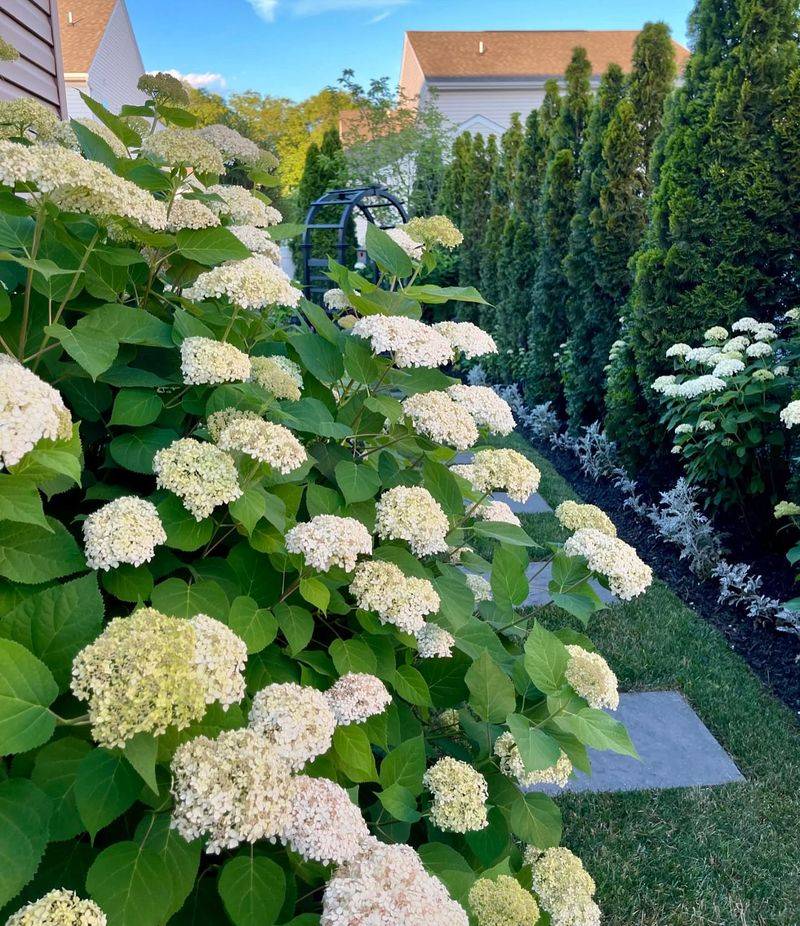 Why Smooth Hydrangeas Are One Of The Most Reliable Shrubs For Home Gardens