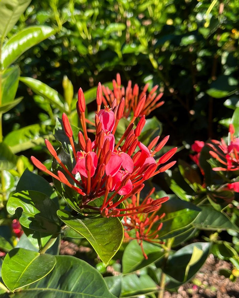 Ixora
