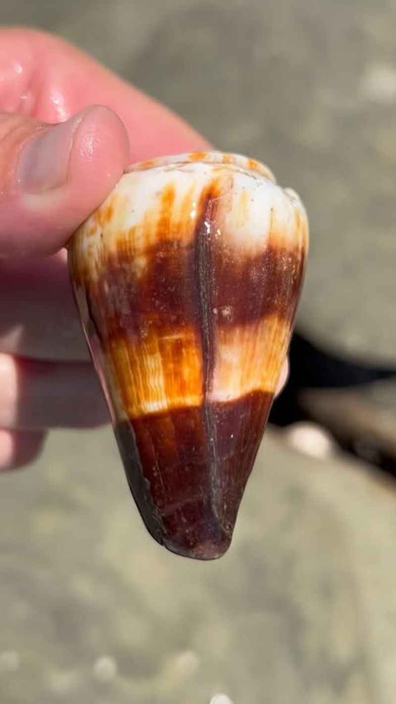 California Cone Snail