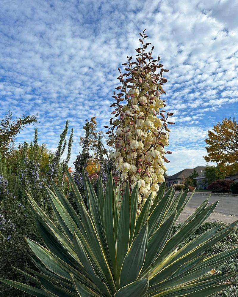 Yucca