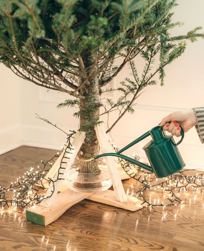 Use A Tree Preservative Solution