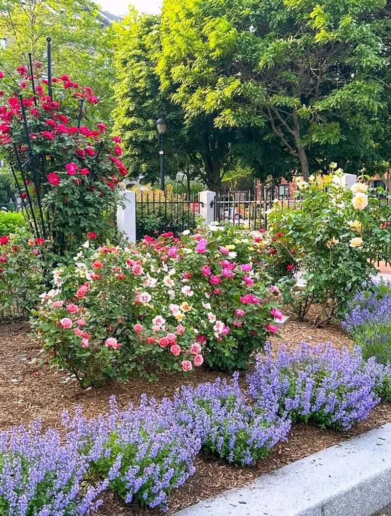 Select Roses for Classic Garden Perfume