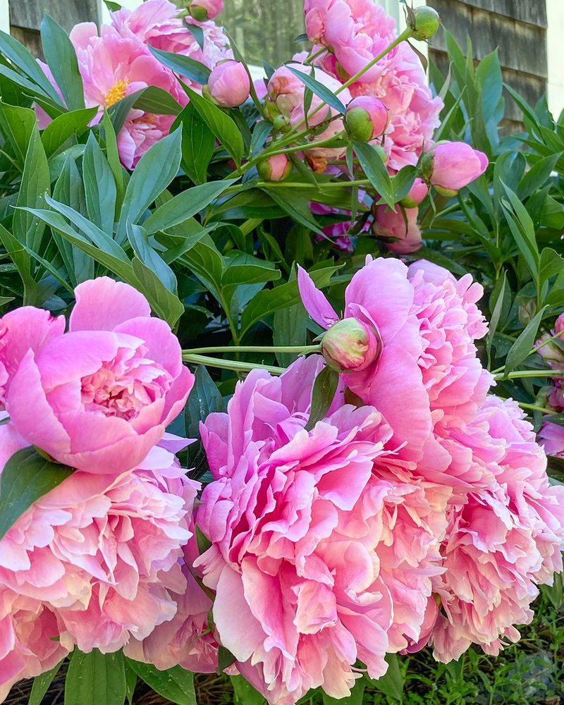 Establish A Peony Bed Near The Steps