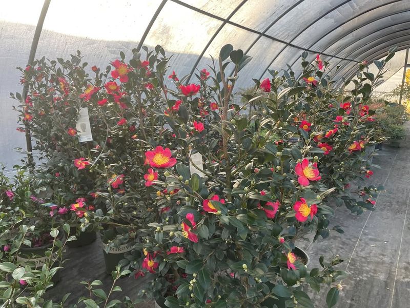 Select Varieties Suited To Your Zone