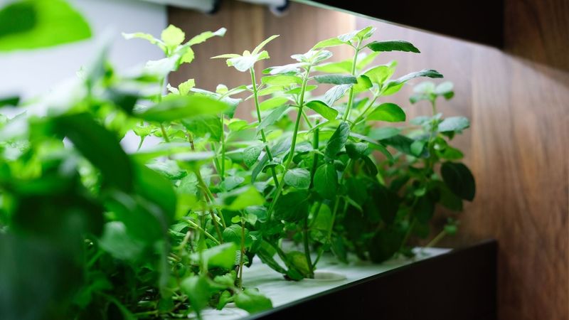 Supplement With Grow Lights During Dark Winter Months