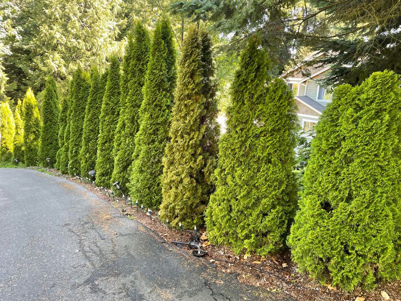 Building Living Walls Around Outdoor Entertainment Areas