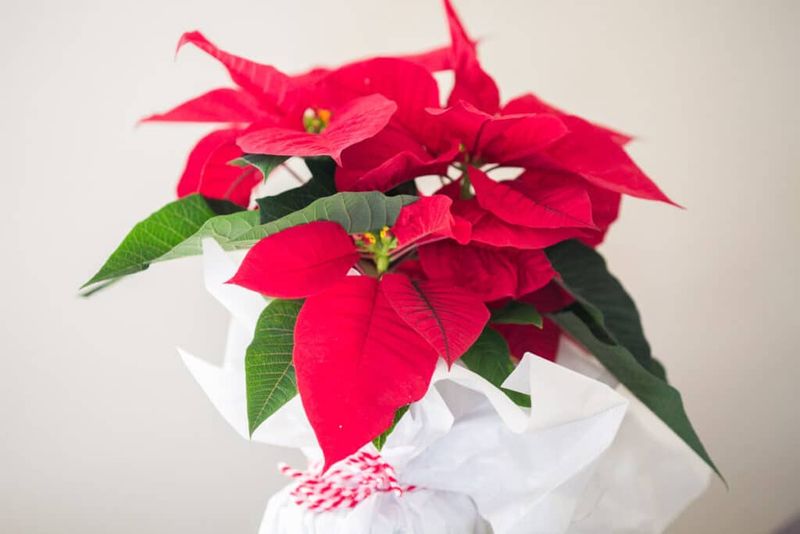 Neglecting To Check Soil Drainage