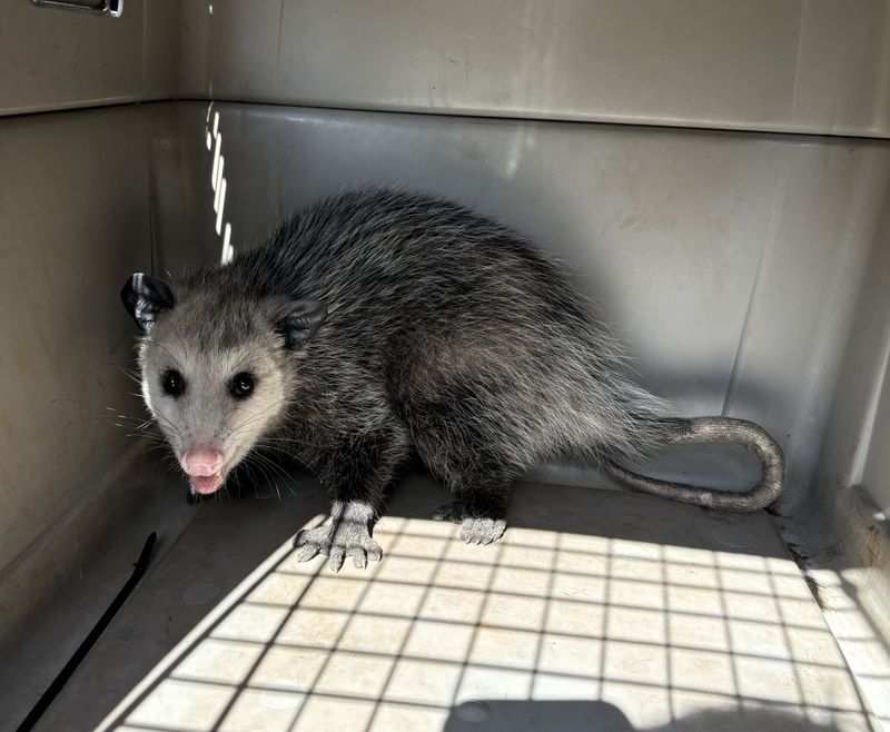 Relocating Possums Without Permission Is Illegal