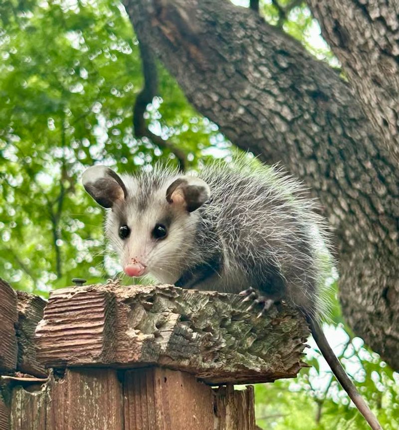 They're Actually Helping Your Yard Stay Healthy