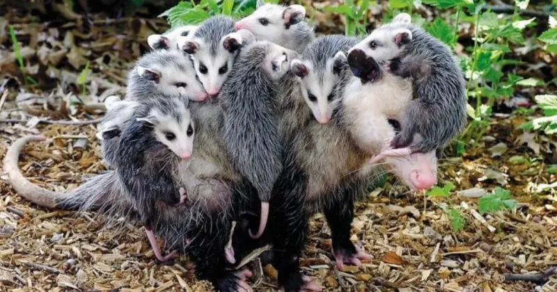 Baby Possums Require Special Consideration From Homeowners
