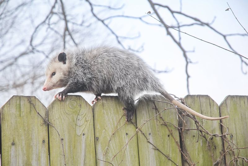 Maryland Laws Protect Possums In Specific Ways