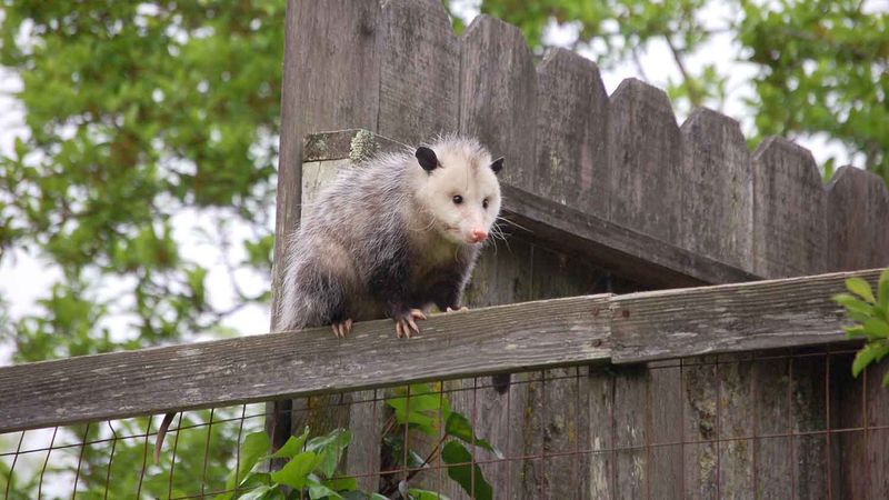 Removing Them Often Doesn't Work Long Term