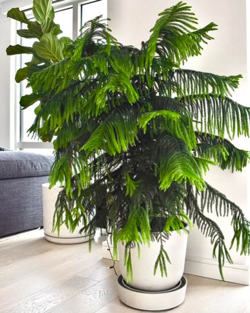 Inconsistent Watering Creates Stress