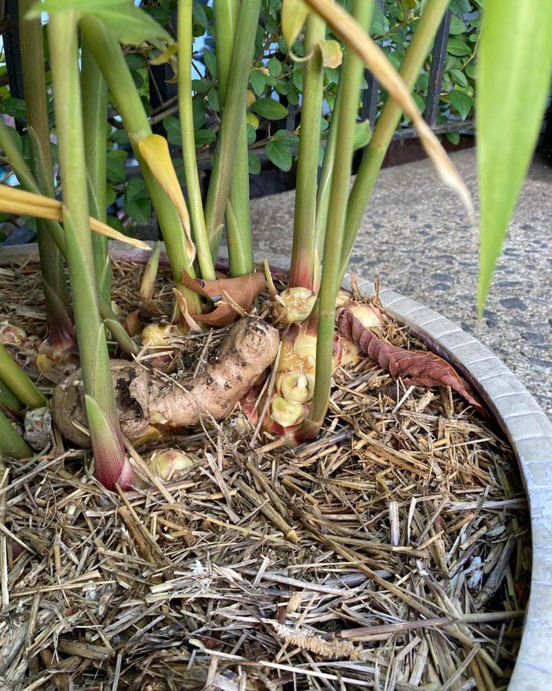 Ginger Root Grows Into A Tropical Houseplant