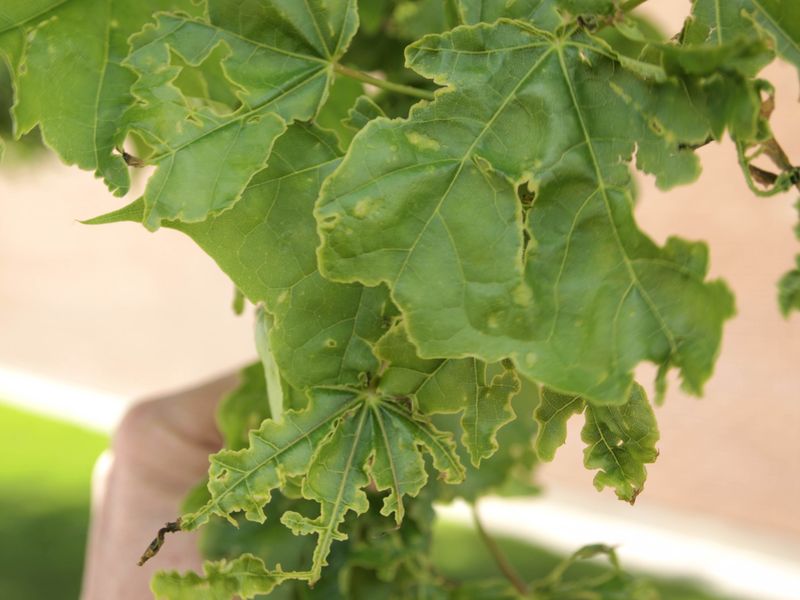 Fungal Infections That Deform Maple Foliage