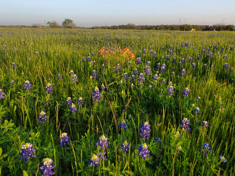 Independence and Brenham Corridor