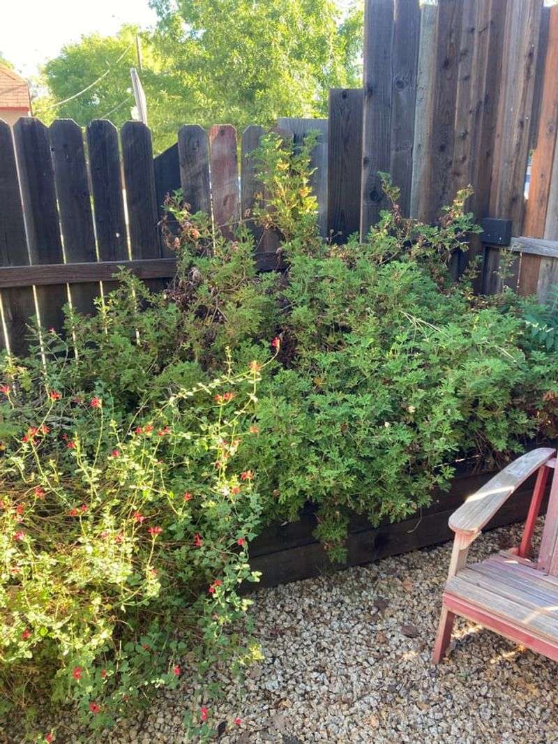 Best Practices For Texas Homeowners Before You Prune