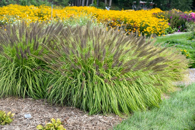 Ornamental Grasses