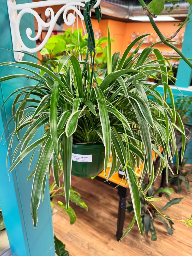 Spider Plant