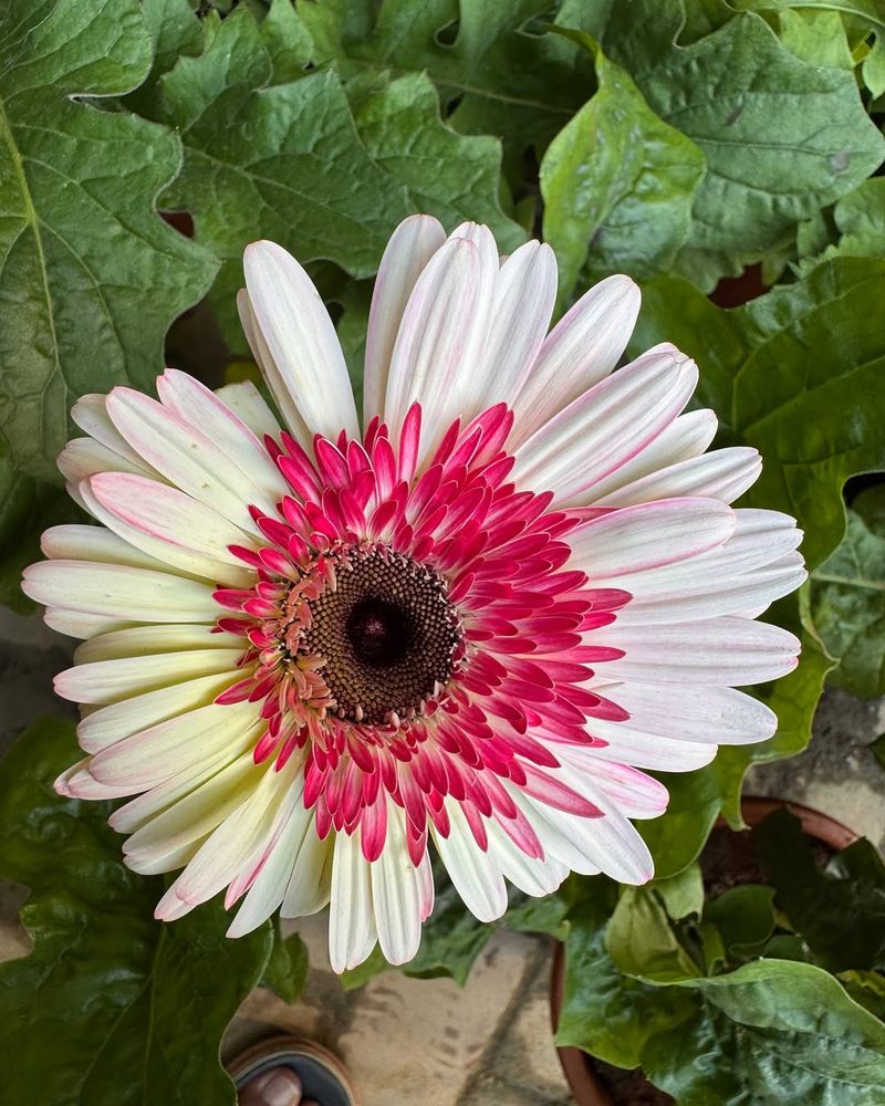Gerbera Daisy