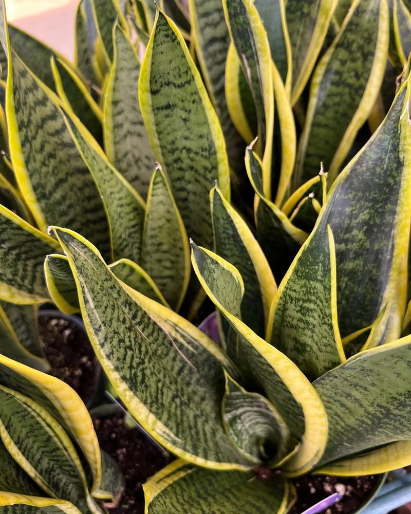 Snake Plant