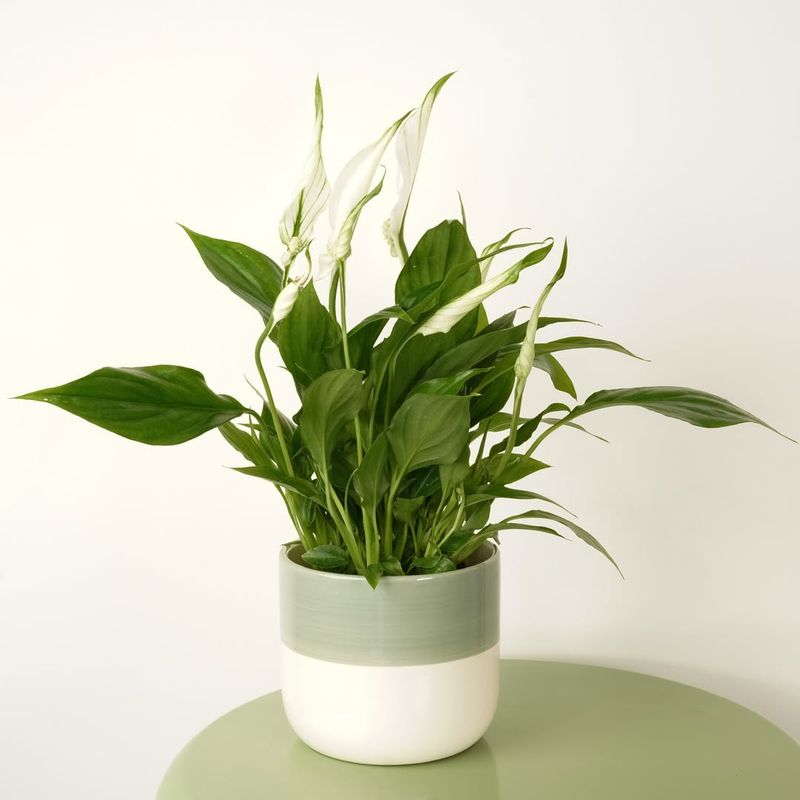 Peace Lily