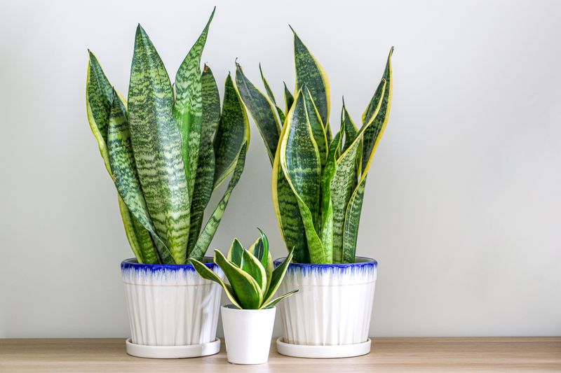 Snake Plant (Dracaena Trifasciata)