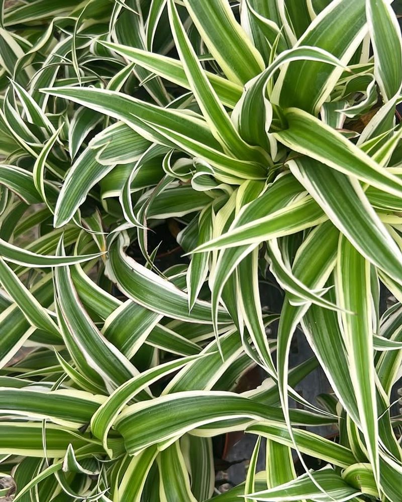 Spider Plant (Chlorophytum Comosum)