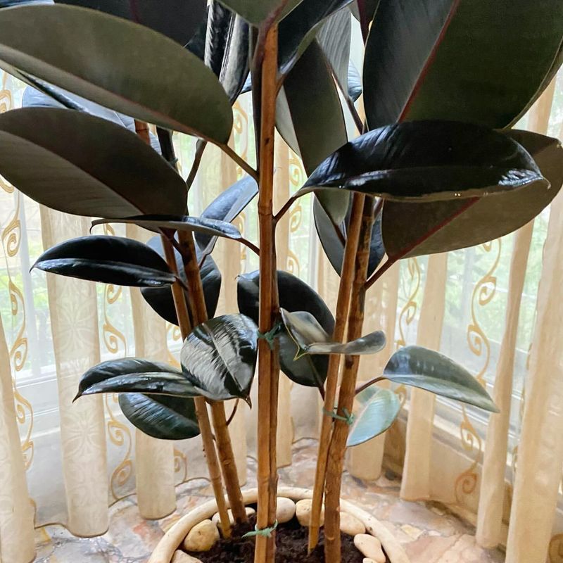Rubber Plant