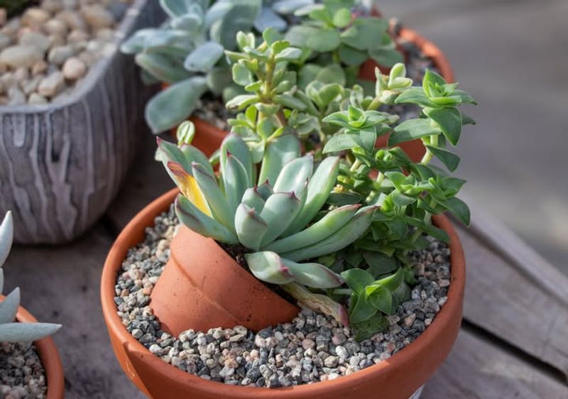 Succulent Gardens in Festive Containers