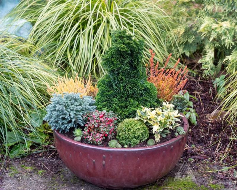 Miniature Conifer Gardens In Shallow Troughs