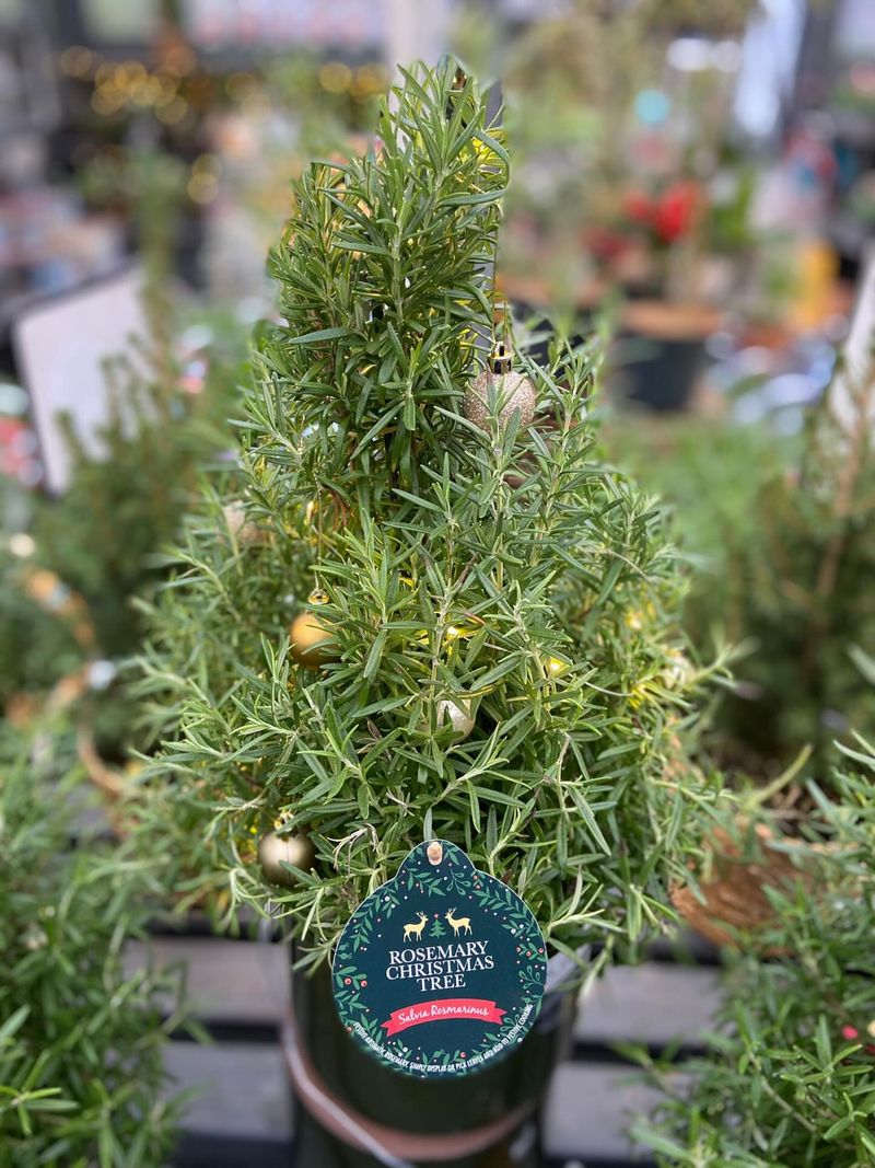 Rosemary Topiaries Shaped Into Festive Forms