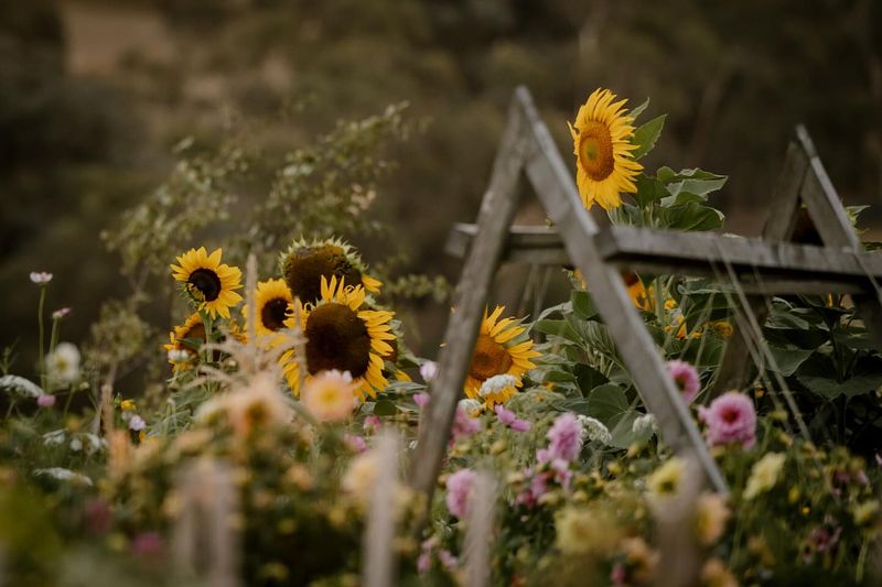 Sunflower Stand by the Garden Fence