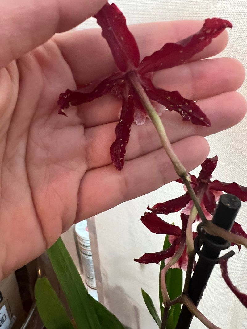 Pest Problems Intensify When Plants Experience Winter Stress