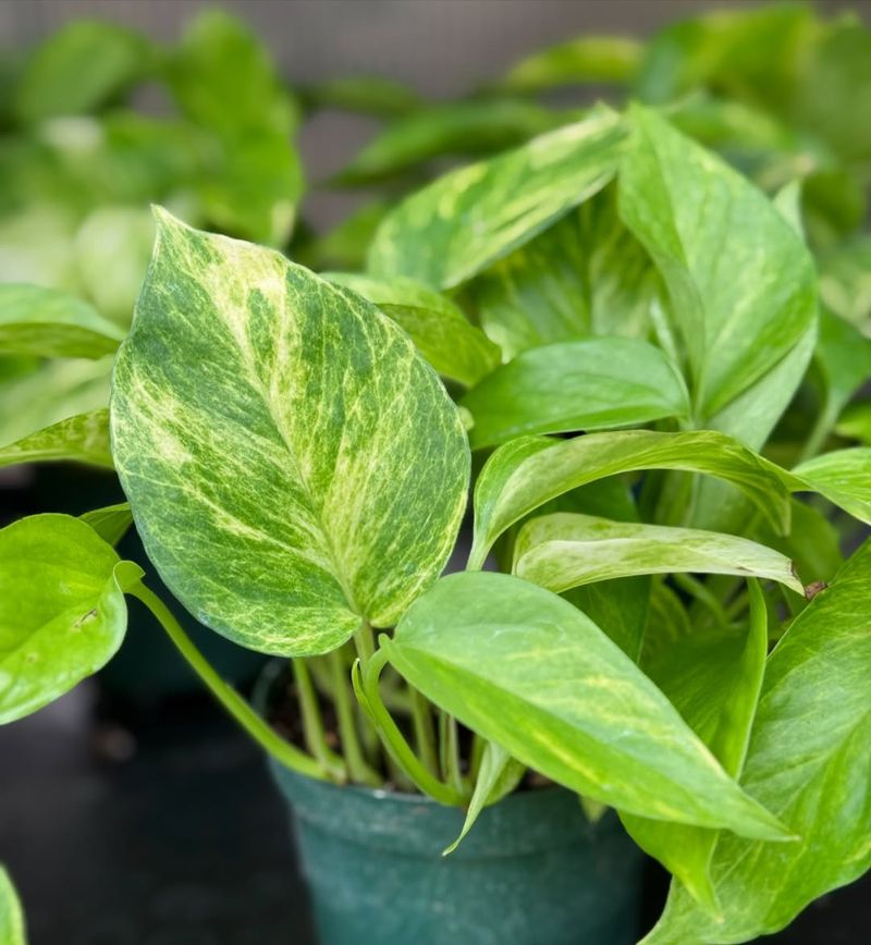 Purifies Air During Sealed-Up Winter Months