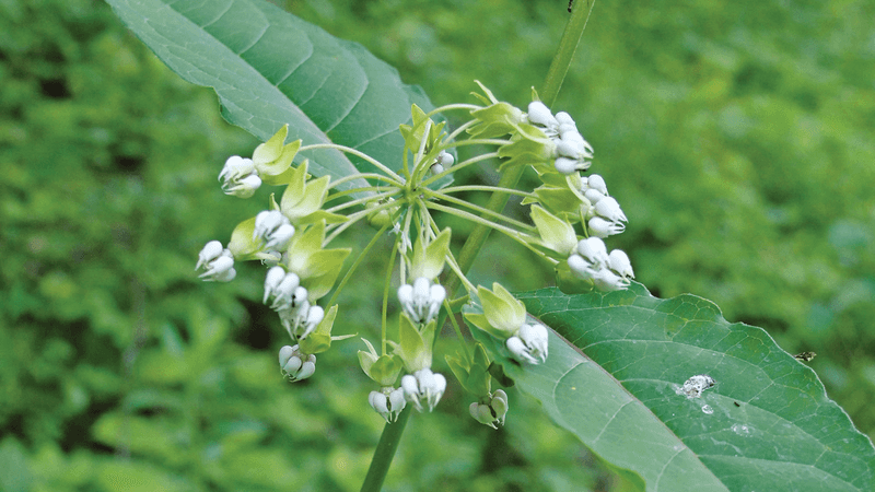 Poke Milkweed (Asclepias exaltata)