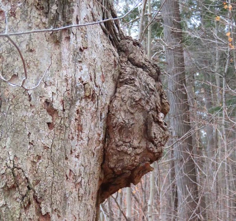 Tree Burl Growth Forming A Nest-Like Shape