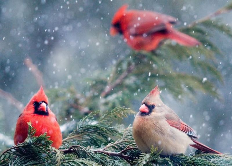 Social Feeding Behavior Peaks In Winter