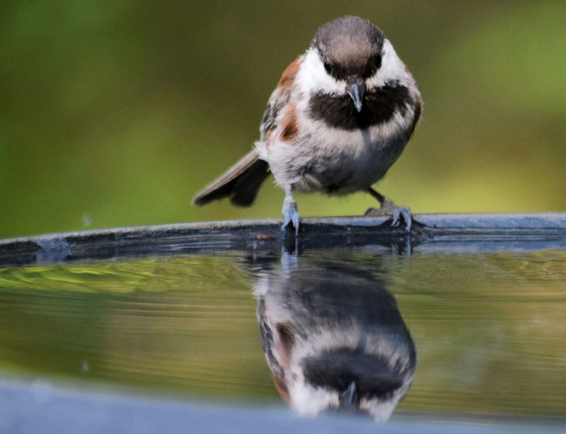 Water Sources Become Critical And Scarce