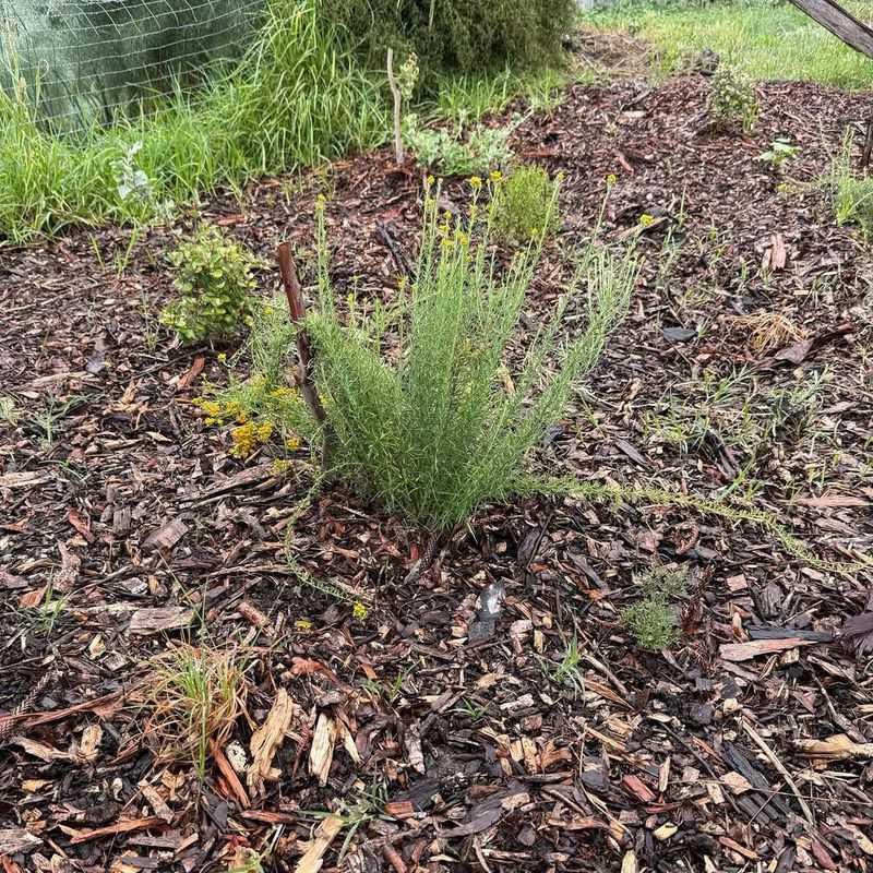 Mulch Newly Planted Perennials And Shrubs Extra Carefully