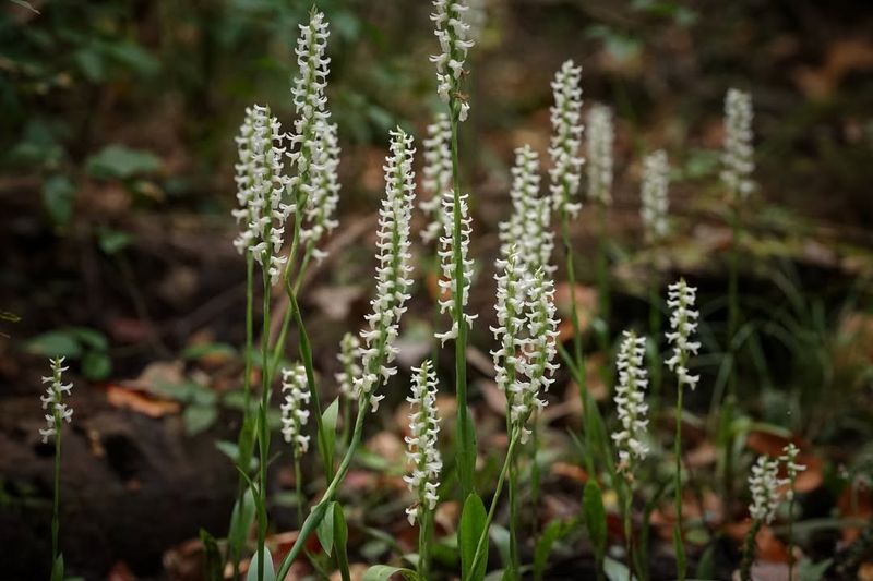 Time Your Planting For Optimal Germination Success