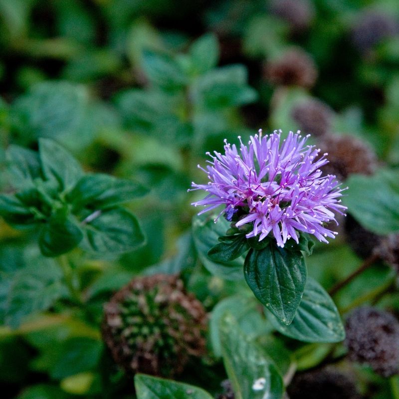 Time Your Planting with California's Rainy Season