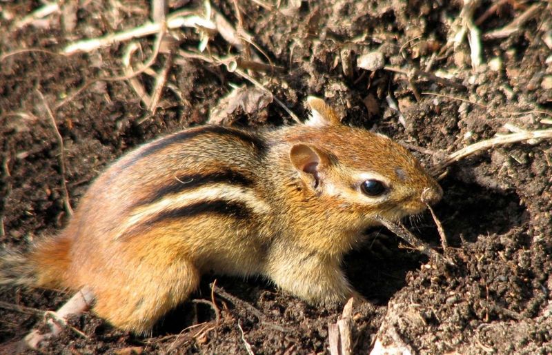 Creating Underground Pantries With Multiple Rooms