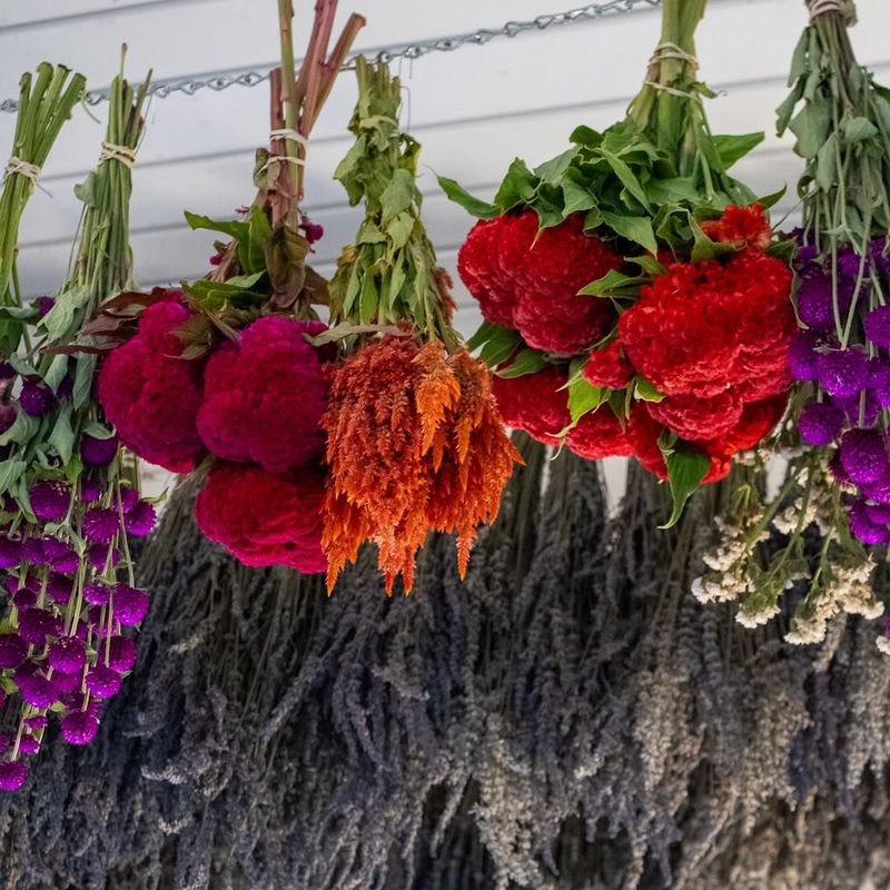 Air-Drying Flowers In Small Bundles