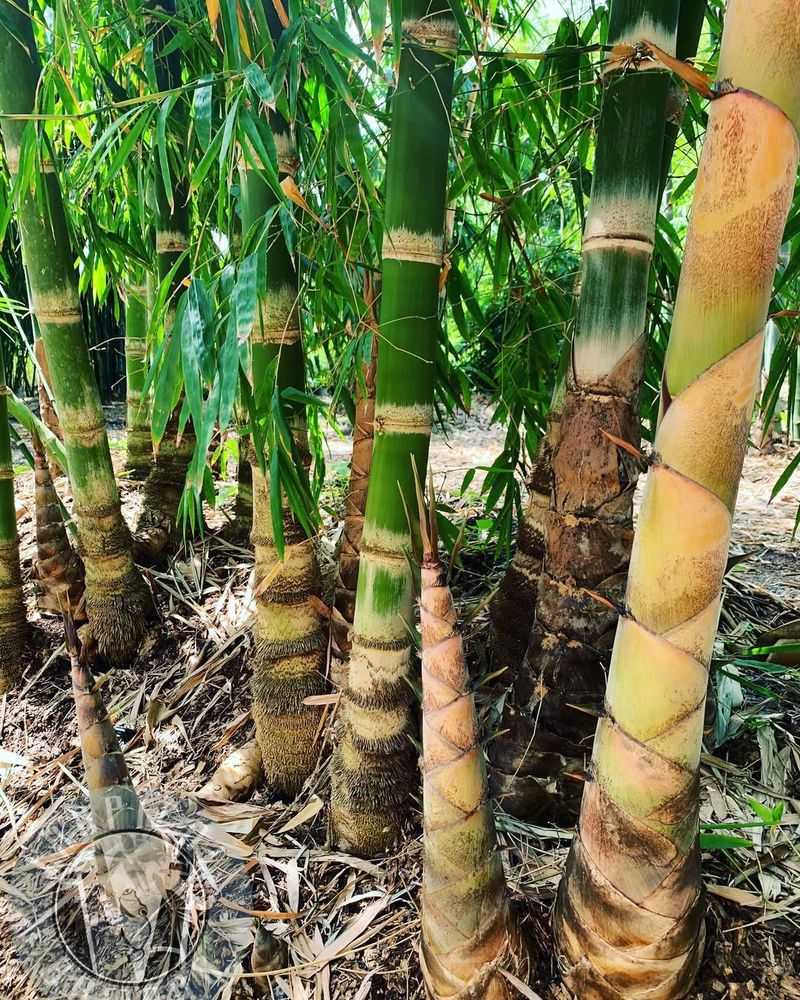 Explore Bamboo Containment Rather Than Removal
